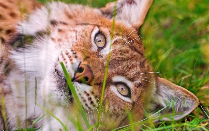 Eyes Face Grass Lie Lynx Wallpaper PNG Transparent Pictures For Projects