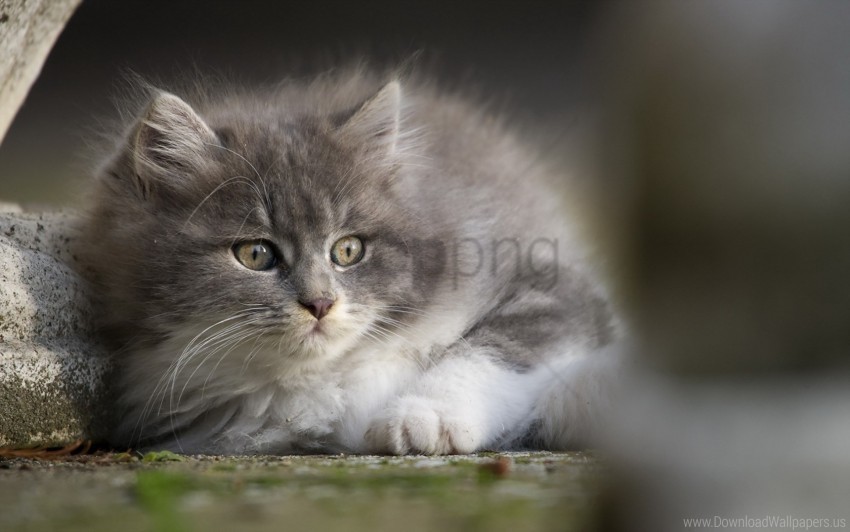 eyes face gray kitten wallpaper PNG with clear transparency
