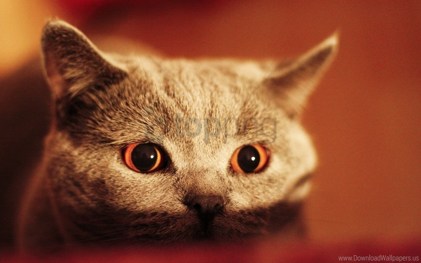 eyes face kitten wallpaper PNG images with alpha transparency wide collection