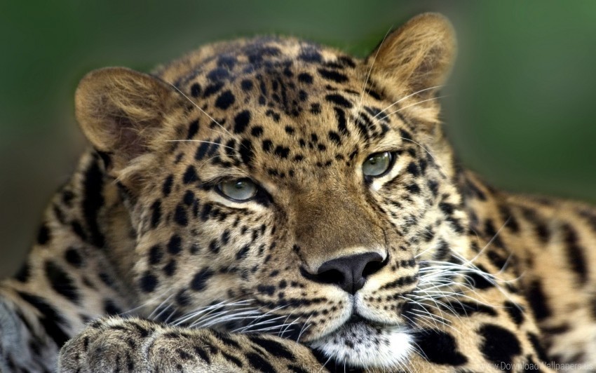 eyes face leopard lying predator sad wallpaper PNG images with cutout