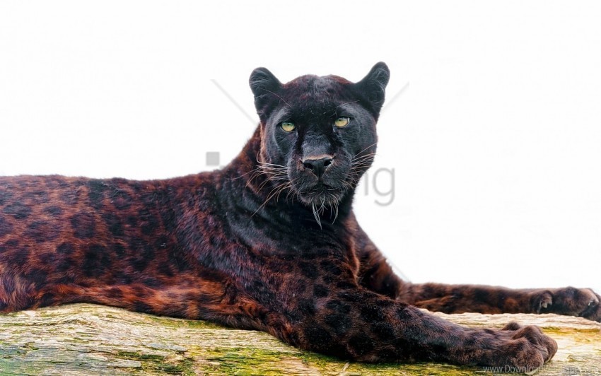 eyes face leopard panther predator wallpaper PNG images with transparent layering