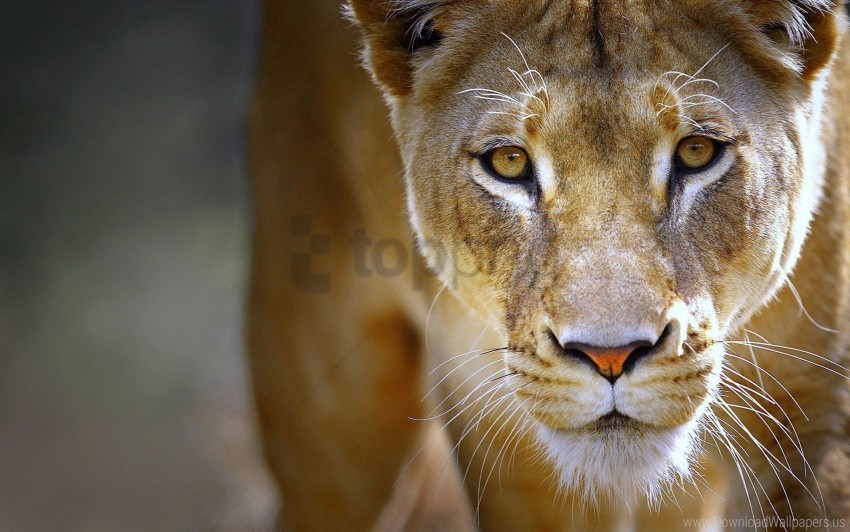 eyes face lioness predator wallpaper Isolated Character on Transparent Background PNG