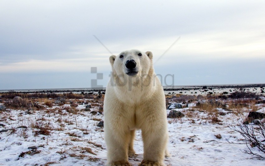 eyes face polar bear wallpaper Isolated Design Element in Clear Transparent PNG