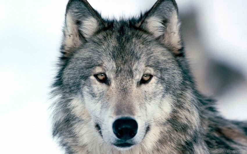 eyes face predator snow winter wolf wallpaper Transparent PNG Image Isolation
