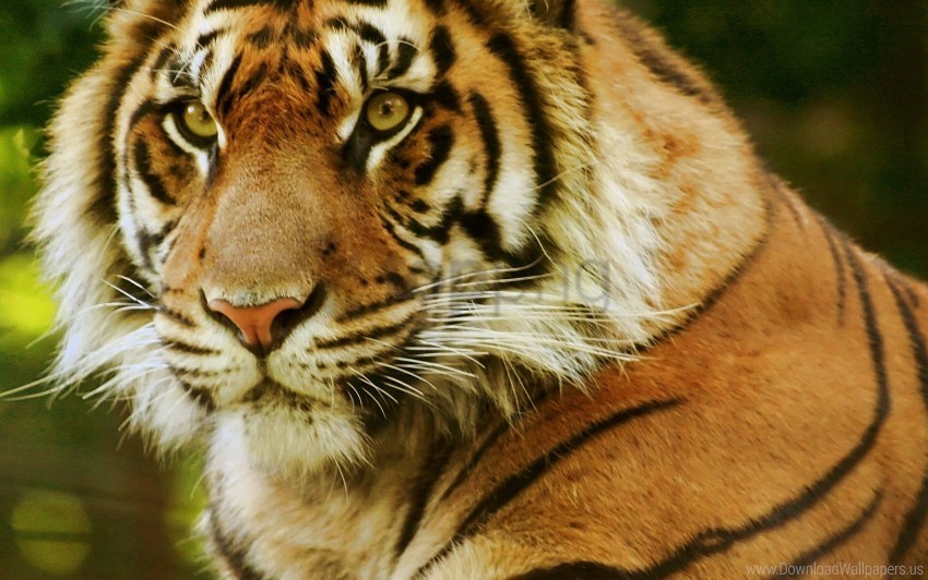 eyes face predator tiger wallpaper Free download PNG images with alpha channel diversity