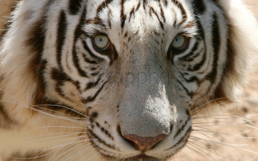 Eyes Face Predator Tiger Wallpaper PNG With Clear Overlay