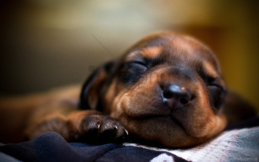 eyes face puppy sleeping wallpaper HighResolution PNG Isolated Artwork