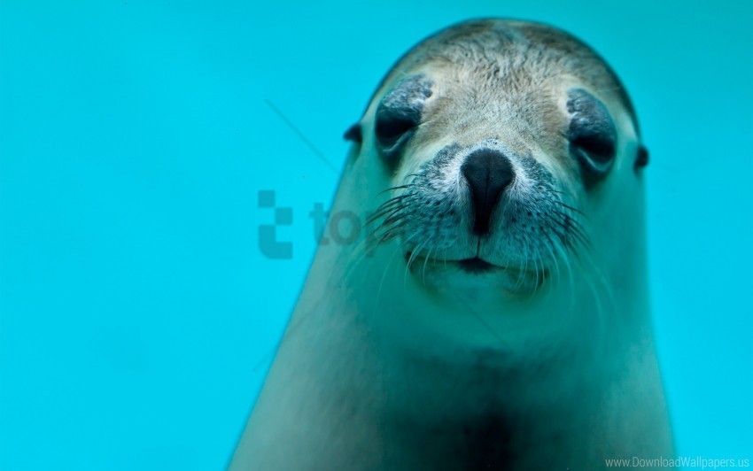 eyes face sea animal seal wallpaper HighQuality Transparent PNG Isolated Graphic Element
