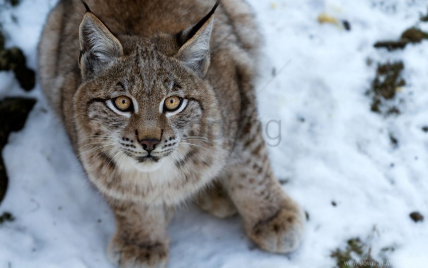 eyes fear lynx snow wallpaper PNG images without licensing