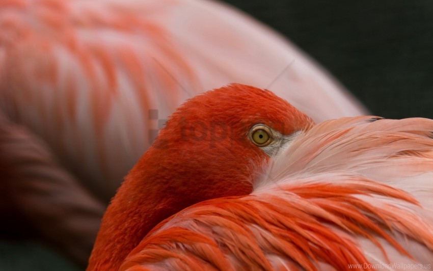 Eyes Feathers Flamingos Wallpaper PNG With Isolated Object And Transparency