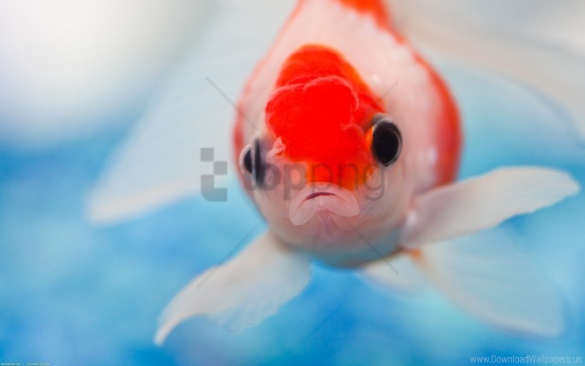eyes fish swimming underwater wallpaper Clean Background Isolated PNG Character