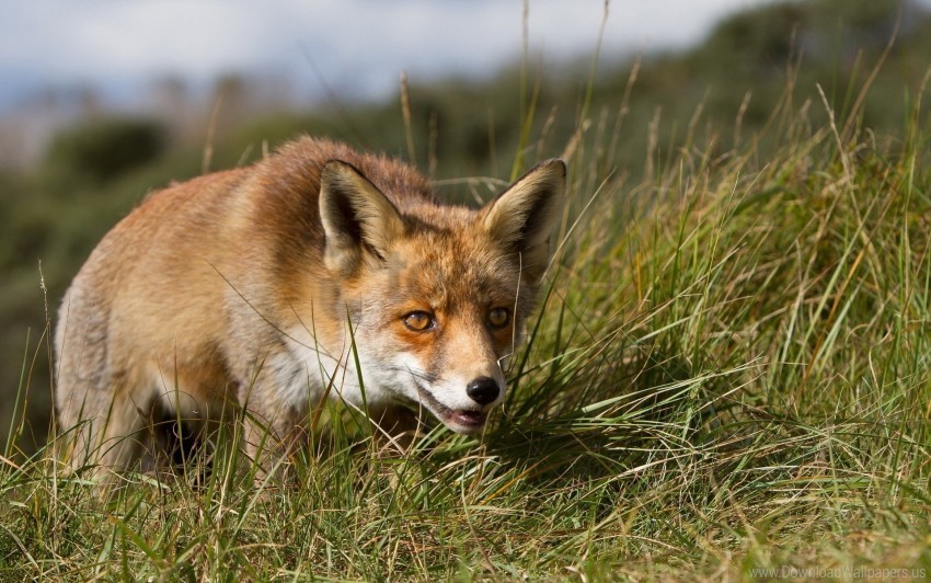 eyes fox grass hunting muzzle wallpaper HD transparent PNG