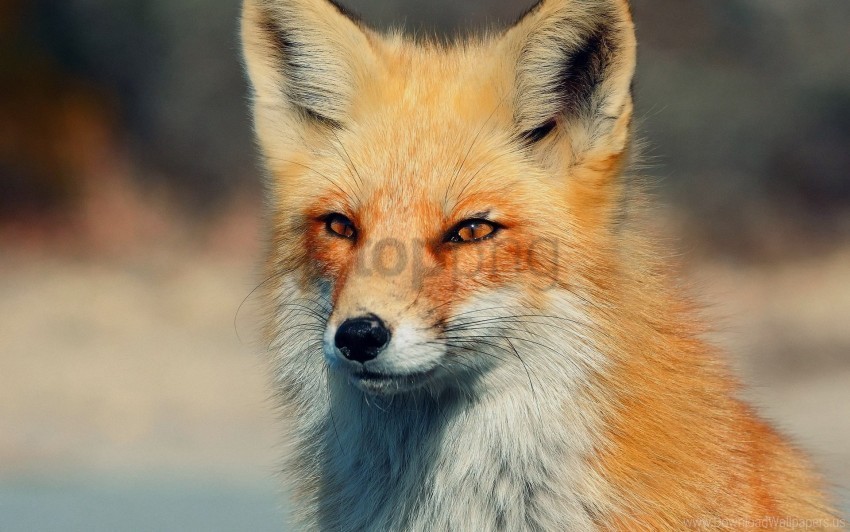 Eyes Fox Predator Wallpaper Isolated Illustration With Clear Background PNG