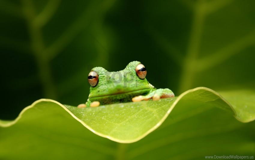 eyes frog grass leaf sitting wallpaper PNG images with clear background