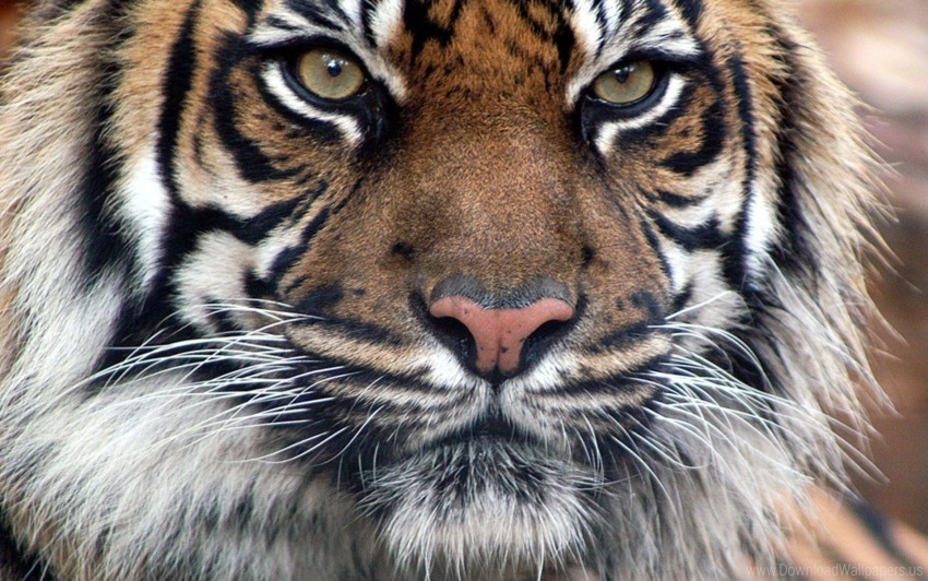 eyes fur muzzle predatory tiger wallpaper PNG files with no background free