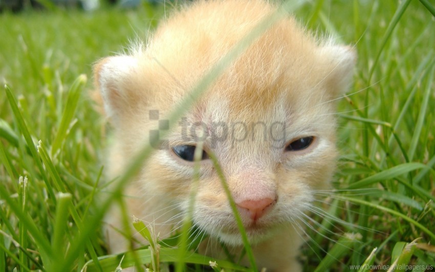 eyes grass kitty muzzle wallpaper PNG for design