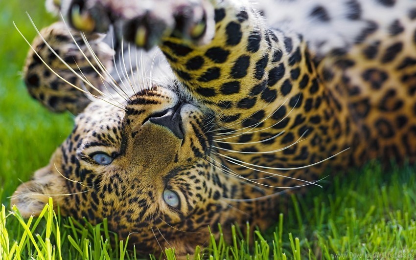 eyes grass leopard wallpaper PNG transparent photos assortment