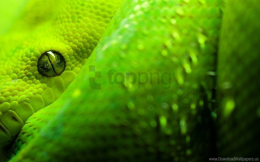 eyes great snake wallpaper Isolated Object on HighQuality Transparent PNG