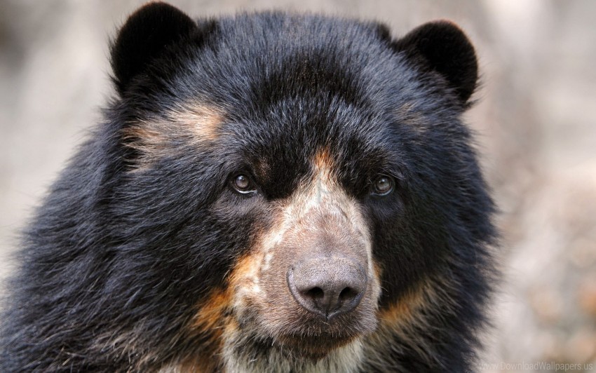 eyes hair nose spectacled bear wallpaper PNG Image Isolated with Transparency