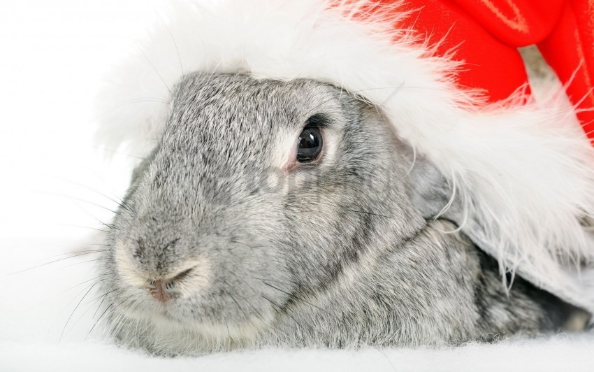 eyes hat of santa claus holiday muzzle nose rabbit wallpaper PNG for design