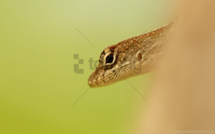 eyes head lizard wallpaper PNG transparent icons for web design