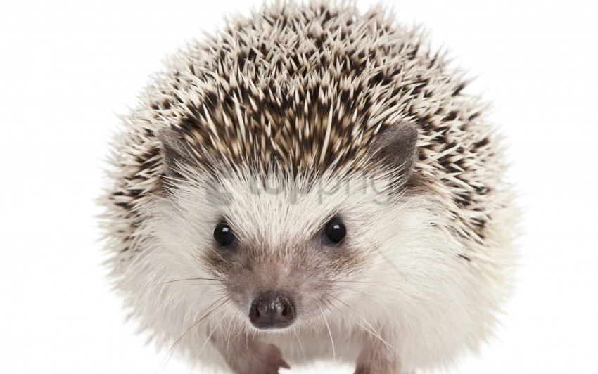eyes hedgehog mammal muzzle wallpaper PNG pictures without background