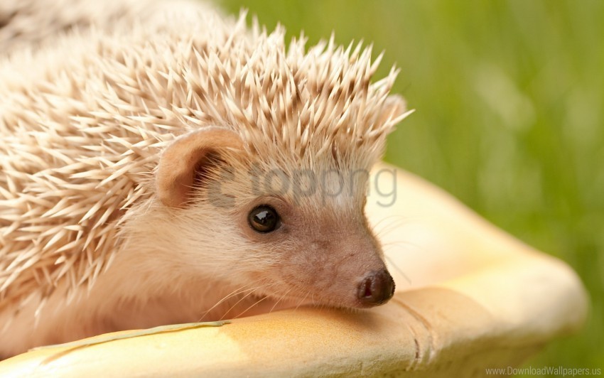 eyes hedgehog muzzle spines wallpaper High-resolution transparent PNG files