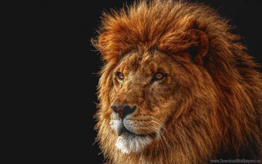 eyes king of beasts lion mane predator shadow wallpaper Clear PNG image