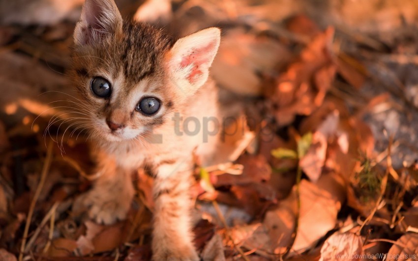 eyes kitten leaves muzzle wallpaper Transparent Background Isolated PNG Design