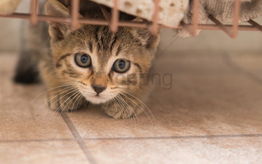 eyes kitten muzzle wallpaper PNG Graphic Isolated with Transparency