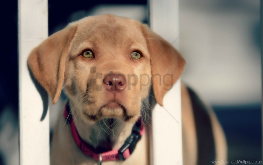 eyes labrador puppy retriever snout wallpaper PNG images with clear cutout