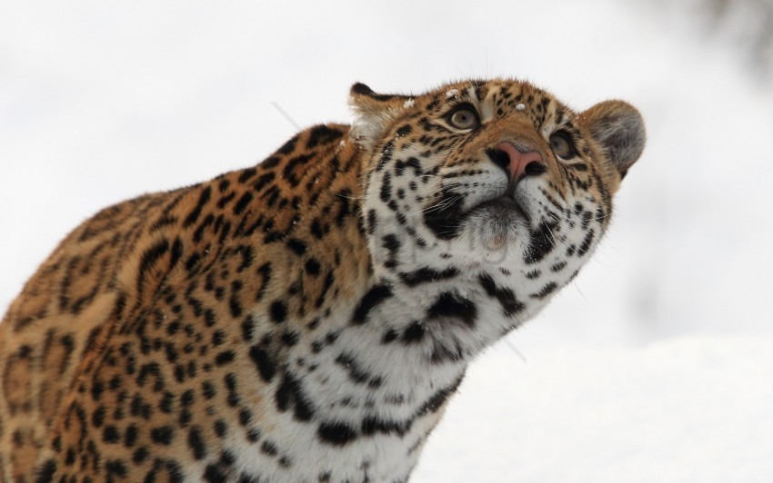 eyes leopard look muzzle snow wallpaper PNG for online use
