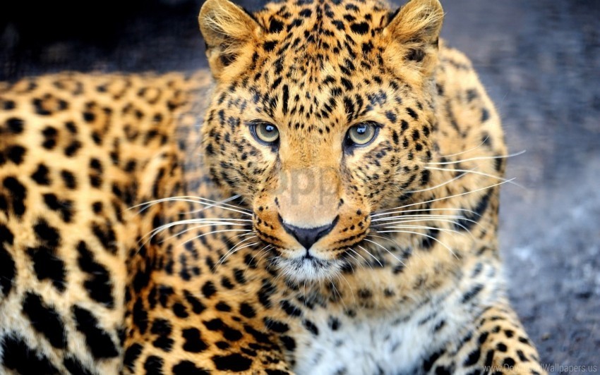 eyes leopard muzzle predator wallpaper Free PNG images with transparent layers compilation