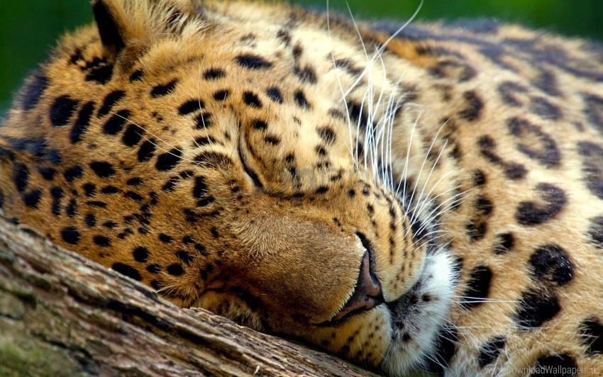 eyes leopard muzzle sleep wallpaper PNG transparent elements compilation