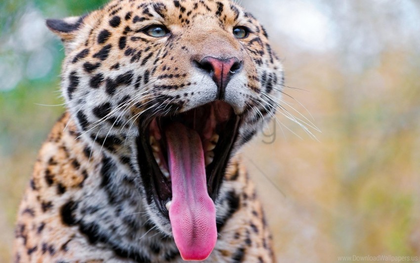 eyes leopard predator tongue yawning wallpaper Transparent Background PNG Isolated Item