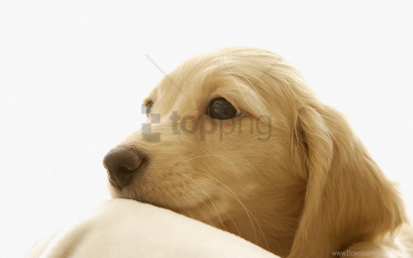eyes nose puppy snout wallpaper Transparent PNG Isolated Object with Detail