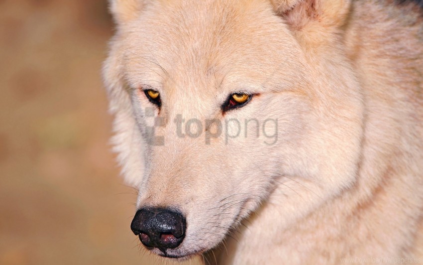 eyes nose white wolf wallpaper PNG with clear overlay