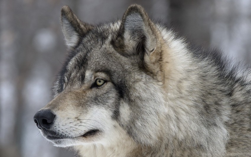 eyes predator snout wolf wallpaper PNG transparent images mega collection