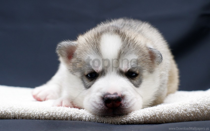 eyes puppy snout wallpaper PNG for educational projects