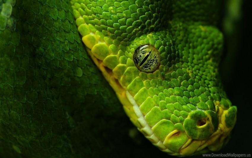 eyes scales snake wallpaper PNG Image Isolated on Clear Backdrop