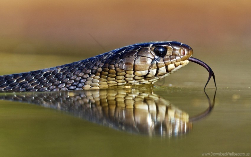 Eyes Snake Tongue Wallpaper HighResolution Transparent PNG Isolation