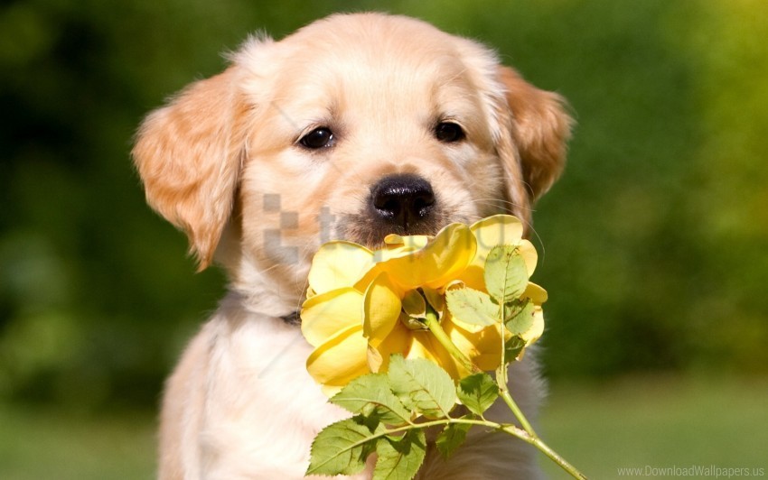 face flower puppy wallpaper PNG pictures with alpha transparency