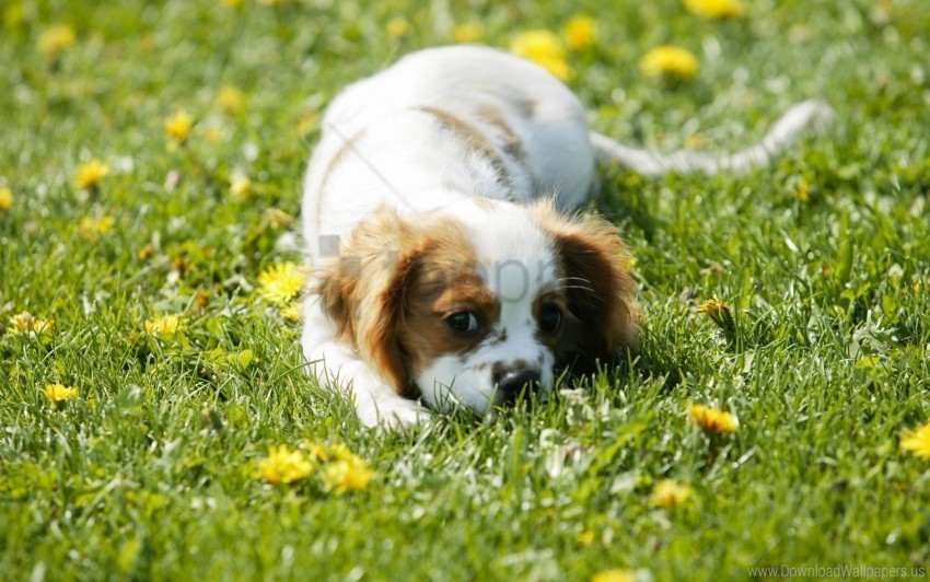 face flowers grass puppy wallpaper PNG free transparent