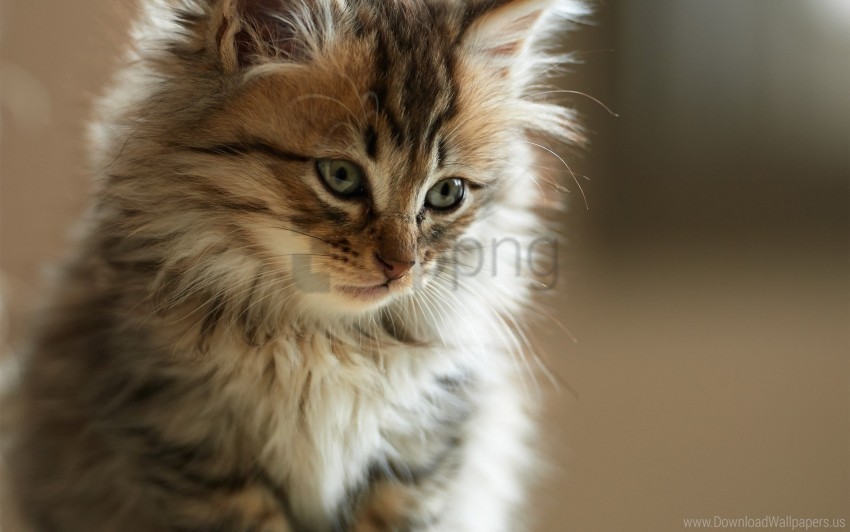 face fluffy kitten look watch wallpaper PNG images with transparent elements pack