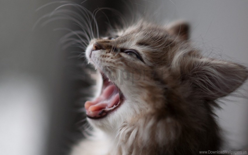 face fluffy kitten wool yawn wallpaper PNG Isolated Design Element with Clarity