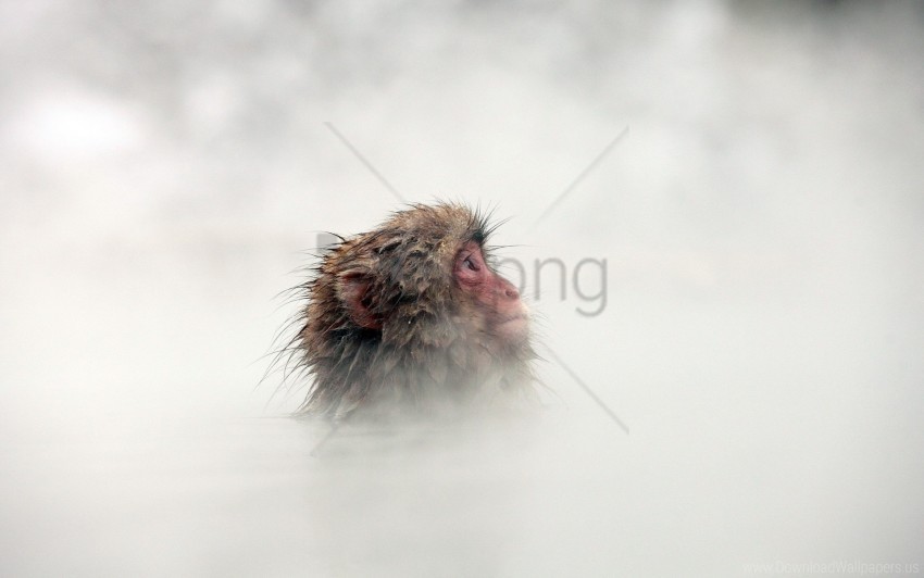 face fog hair monkey wallpaper PNG Isolated Subject with Transparency