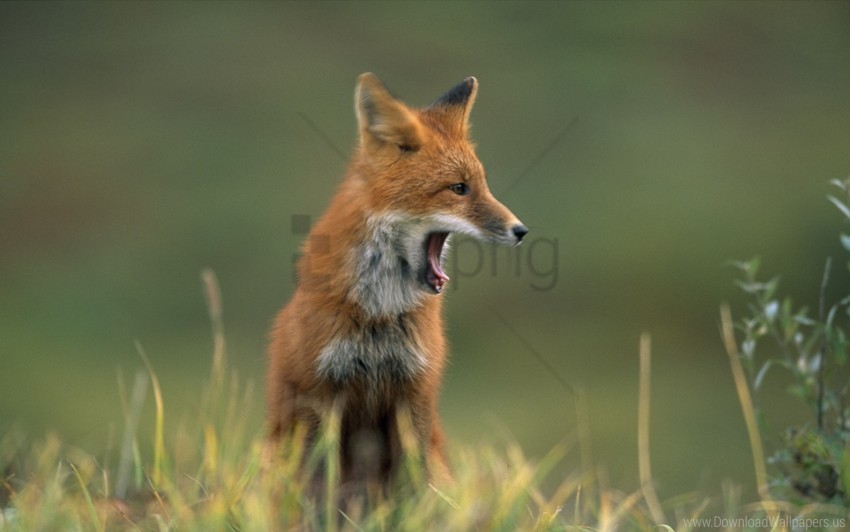 face fox grass hair yawn wallpaper Transparent background PNG artworks