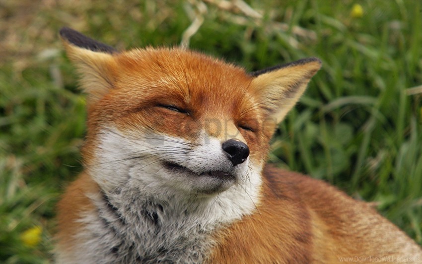 face fox happiness predator wallpaper Transparent PNG image