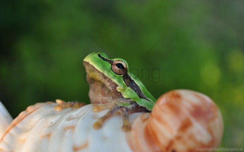 Face Frog Light Sitting Wallpaper PNG Image With Isolated Graphic