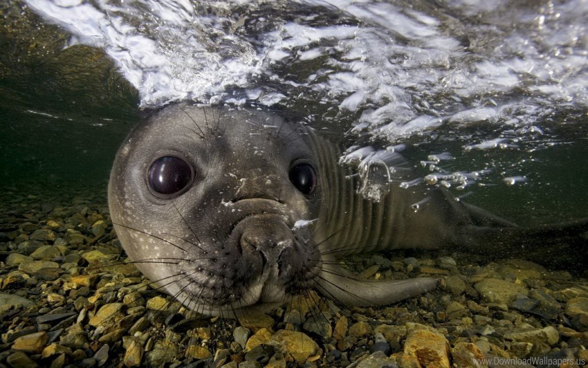 face fur seal stones swimming underwater wallpaper Transparent PNG images for design